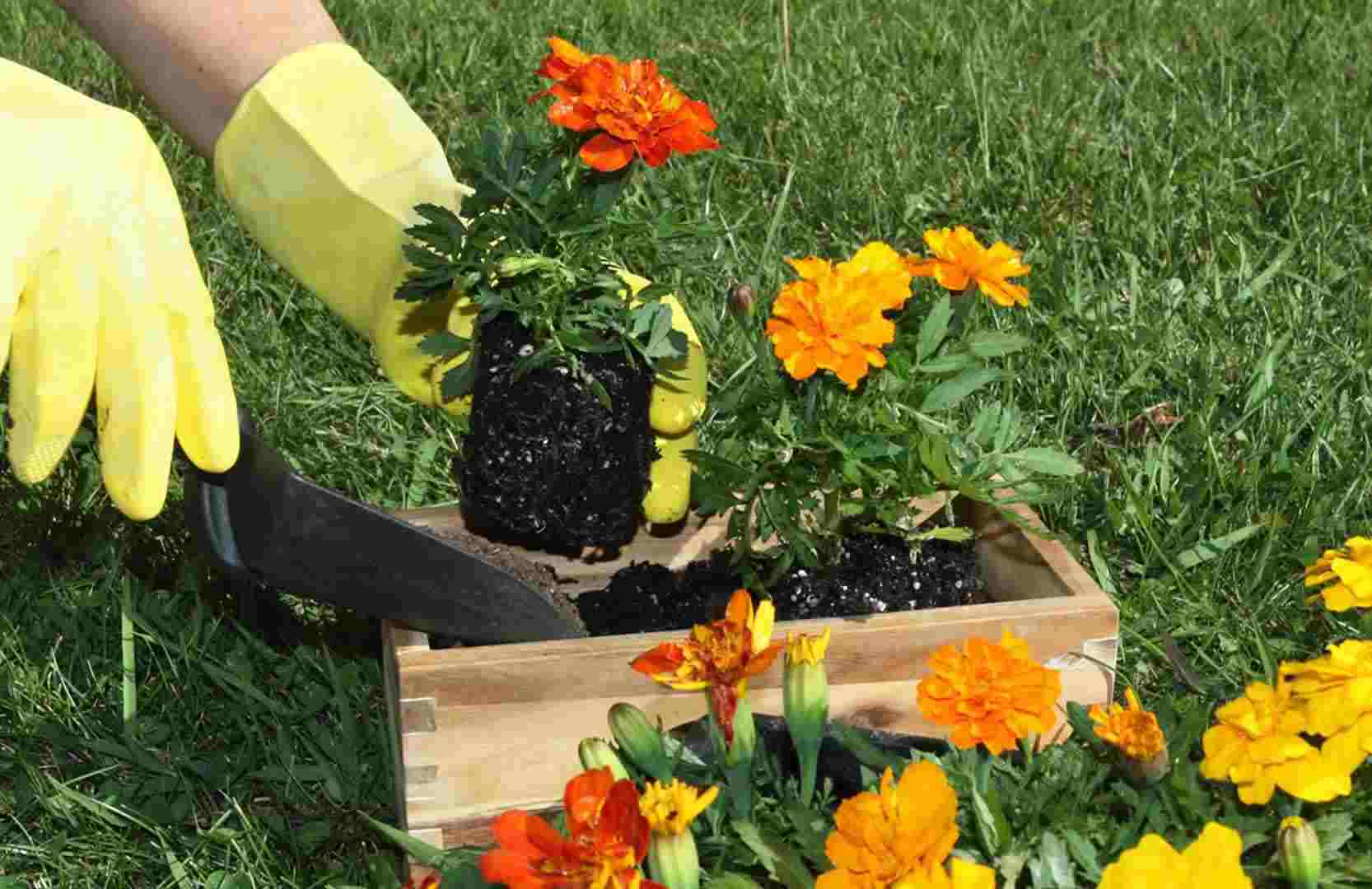 cicek 2-1555318411.jpg